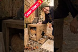 🏆 He Built a Tiny Home for Stray Cats… Their Reaction Is Priceless 🥹🐱||#shorts