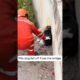 He Rescued This Terrified Dog From Falling Off A Bridge! 🥺🐕#dogrescue
