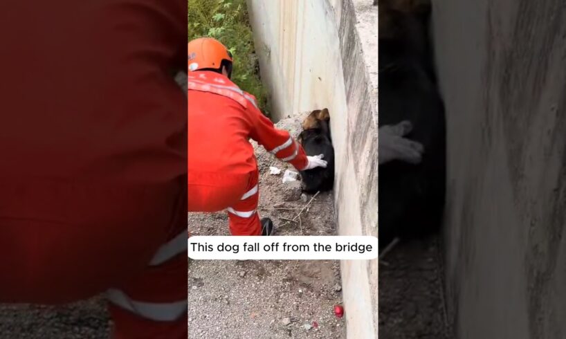 He Rescued This Terrified Dog From Falling Off A Bridge! 🥺🐕#dogrescue