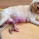 Heartbreaking! Newborn Puppies Cry and Crawl Desperately for Mom’s Milk 🥺🐶
