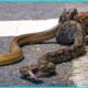 Inside Snake vs Snake Encounters | King Cobra, Kingsnake & Python |  Animal Fight