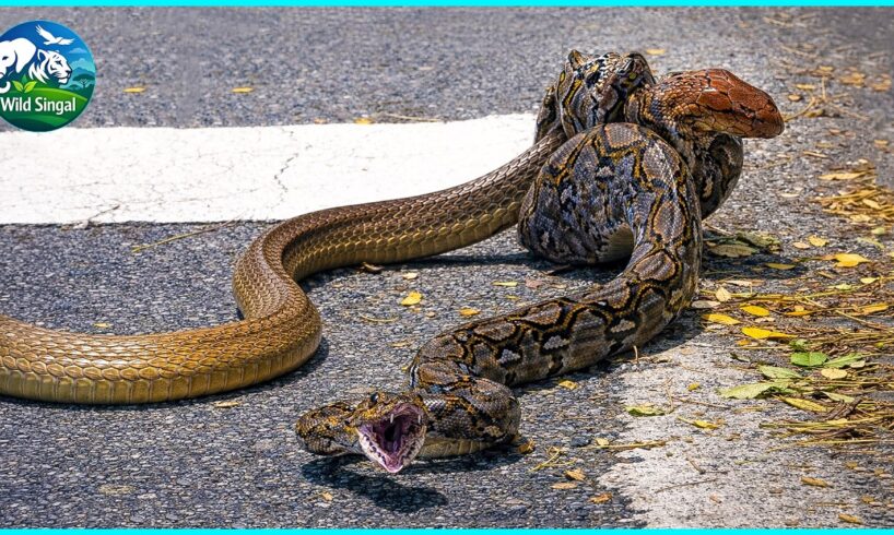 Inside Snake vs Snake Encounters | King Cobra, Kingsnake & Python |  Animal Fight
