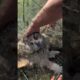 Kind people save a trapped owl ❤️ #rescue #kindness #wildlife