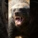 LION vs HONEY BADGER — You Won’t Believe Who Fights Back! 🦁🔥 #wildlife #animals