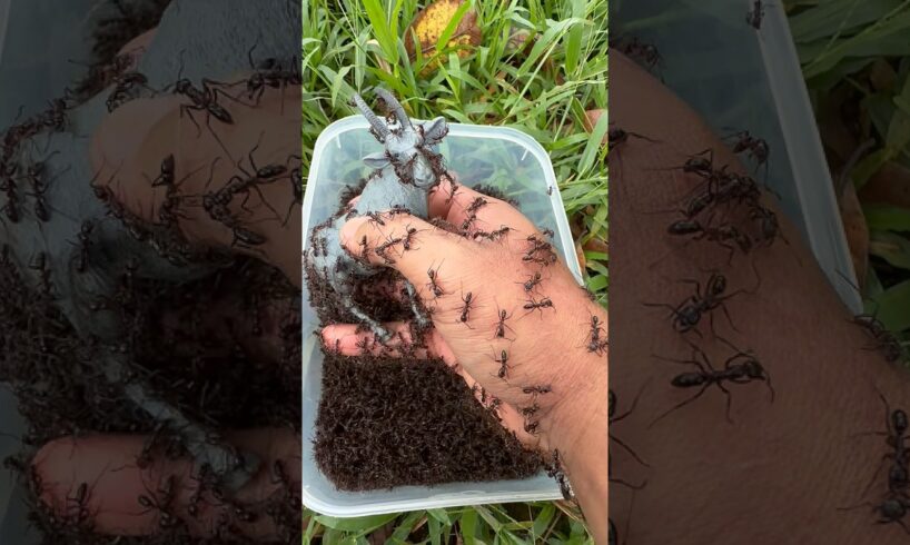 Life or Death Animal Rescue: Ibex Vs Bullet Ants