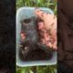 Life or Death Rescue: Cat Vs Bullet Ants #shorts