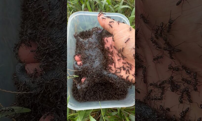 Life or Death Rescue: Cat Vs Bullet Ants #shorts