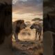 Lion vs Hyena Fight 😱 | Epic Wildlife Battle | Wild Animal Fight