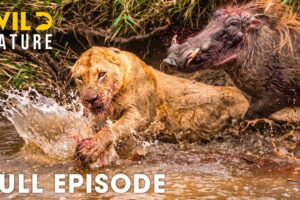 Lion vs Warthog | Greatest Fight Backs for Survival (Full Episode) | Wildlife Documentary