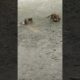 Little Dog puppies playing #shorts #animals #pet #dog #trending