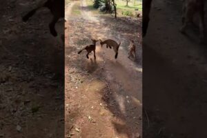🐐 Little Goat Kid Playing on the Wood with Mom ❤️ | Cute Farm Moments
