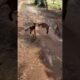 🐐 Little Goat Kid Playing on the Wood with Mom ❤️ | Cute Farm Moments