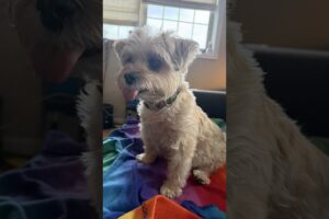 Lola & Lily: The Cutest Puppies in 30 Seconds 🐶💛 #shorts #puppy #puppies #puppylove #puppylife