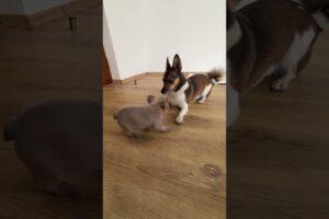 Lyuta Playing with the Puppy! #frenchbulldog #puppyplaytime #doglove #cutedogs #animals #cuteanimals