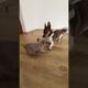 Lyuta Playing with the Puppy! #frenchbulldog #puppyplaytime #doglove #cutedogs #animals #cuteanimals