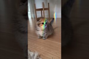 Meet Eleanor the munchkin!