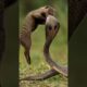 Mongoose and Cobra fight #shorts #mongoose #cobra #cobrasnake #shortvideo #viralvideo #animals #zoo