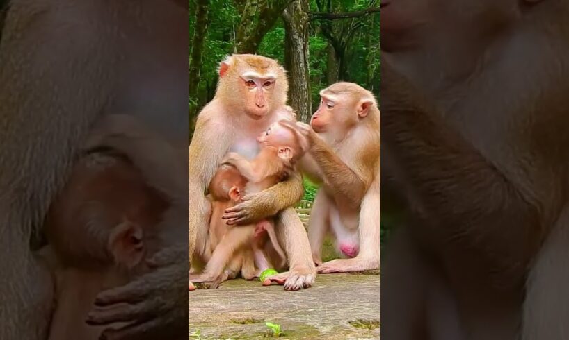 Most Attractive & Funny Family Monkey Clip | Secret To Live Peacefully For Animals #cute