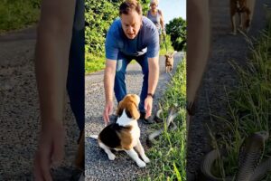 One Moment Changed Everything… Puppy Rescue Story #shorts  #snake