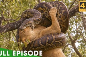 Only the Strongest Predators Will Survive | FULL EPISODE | Nature Animal Documentary