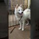 Pomeranian cute Puppies barking sound dog #shorts #dogvideos #dogsound