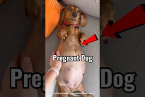 Pregnant Mom birth 5 Cute puppies 🐶😍