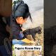 Puppy Rescue 🥺 Emotional Dog Rescue Story #Shorts #dogvideo #animals
