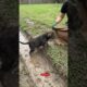 Puppy in a Muddy Backyard Rut PRF Videos 2026  #rescuestory #animalrescue #dogrescue #puppy  #dogs