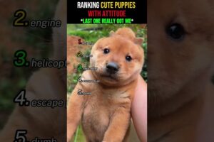 Ranking best cute puppies with attitude moments #fyp  #ranking  #cutepuppy