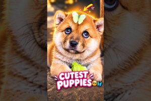 Ranking the "CUTEST" 😭🐾 Puppies 🐶 on Internet 🎥💖. #1