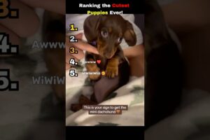 Ranking the Cutest Puppies Ever! 🐶🥹❤️