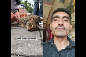 Rescuing a stray cat who couldn’t walk #cat rescue #animal rescue #stray cat #cats #rescue #love