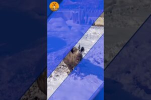 Rhino is having a blast playing in the snow | Cute Animals