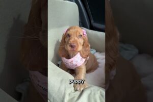 She Saved This Cute Puppy! 😱🐶