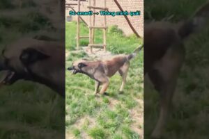 So smart! → Thông minh quá! 😂 #fragranceoflife #animals #funny #pets #animalrescue #yeah #discovery