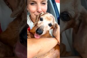 Stray Dog Walks Right Up to Her Door and Chooses Her as His Family ❤️
