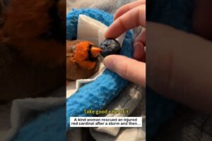 The Adorable Cardinal#animals  #lovestory #wildliferescue #birds #cute #rescue#love #redcardinal