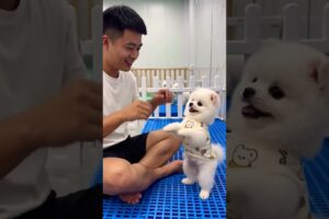 The Cutest Puppy Moment Ever 🐶❤️ | This Little Puppy Stole My Heart!