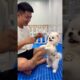The Cutest Puppy Moment Ever 🐶❤️ | This Little Puppy Stole My Heart!