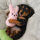 The Funniest Puppies on the Internet Today🤣Funny DOG Videos 2026!