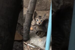 “The Sad Life of a Homeless Cat 💔”#sad #rescue #animals #shorts #viral