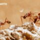 The Secret Behaviours of Animal Packs | BBC Earth