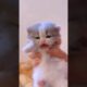 The little kitten is meowing!💕😻 #meow  #cute  #kitten