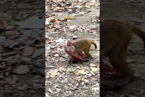 The little monkey lot of fun playing with clothe. #OftoFun #Animal #Monkey