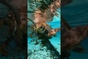 They couldn't leave this sea turtle behind ❤️ #animalrescue #seaturtle #ocean