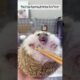 This Family Rescued a Hedgehog That Fell Into a River and Took It Home to Care for It, Then...