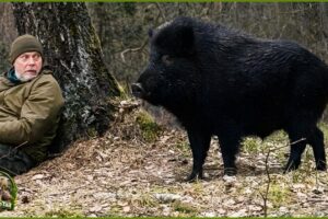 This Full-Grown Wild Boar Could Leave Me Anytime, But He Never Does