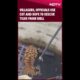 Tiger Rescue | Villagers, Officials Use Cot And Rope To Rescue Tiger From Well