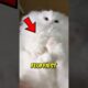 Top 3 Fluffiest Cat Breeds