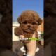 Top 5 Cutest Mini Puppies 🐶❤️ #1 Will Melt Your Heart! #shorts